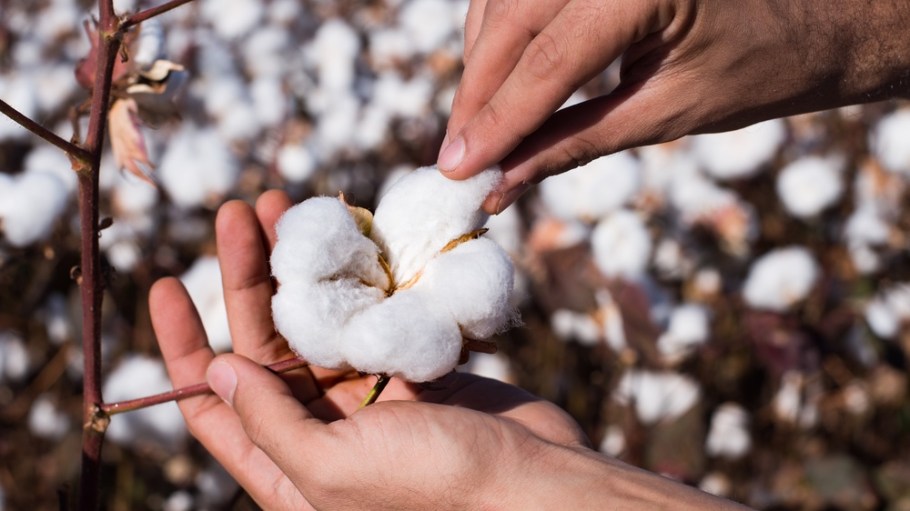 The Organic Cotton Accelerator (OCA) has rolled out the next phase of its strategy to scale a more resilient global organic cotton supply chain by 2030.