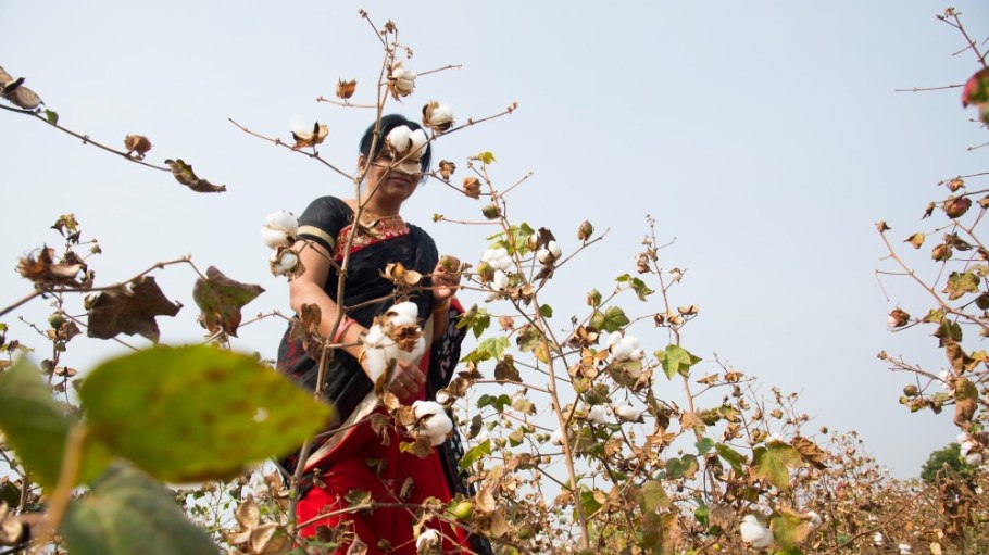 Woman harvesting cotton in a field in Maharashtra, India.