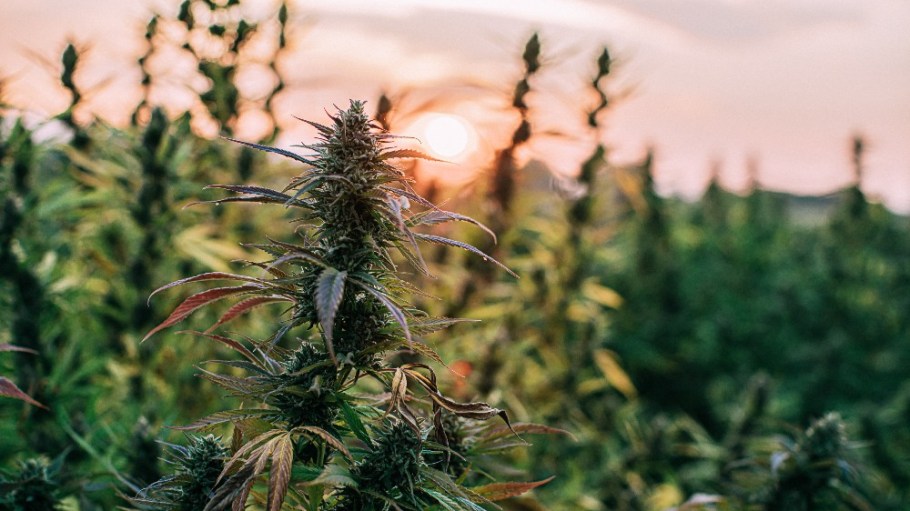 Cannabis (hemp) plants at a farm in Colorado.