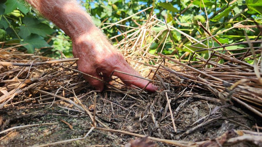 Growers are implementing cover crops to build up organic matter in the soil each year, per the report.