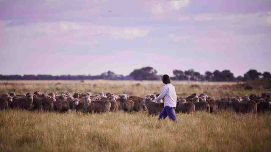 Woolmark+ wants to accelerate low-impact production, promote circularity and improve animal welfare. To do so, insetting is a key component.