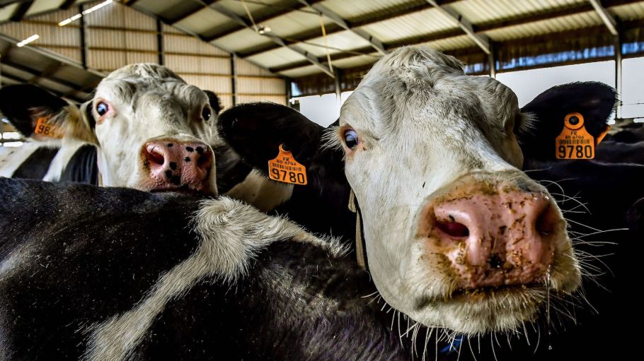 Cows are pictured on December 14, 2017 at an intensive cattle farm, known as the 1,000-cow farm, in the northeastern French town of Drucat.