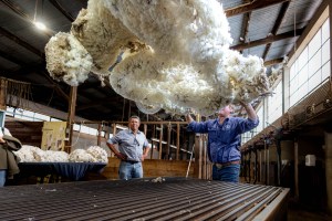 Throwing the fleece inside the woolshed at Coliban Park, Victoria. 