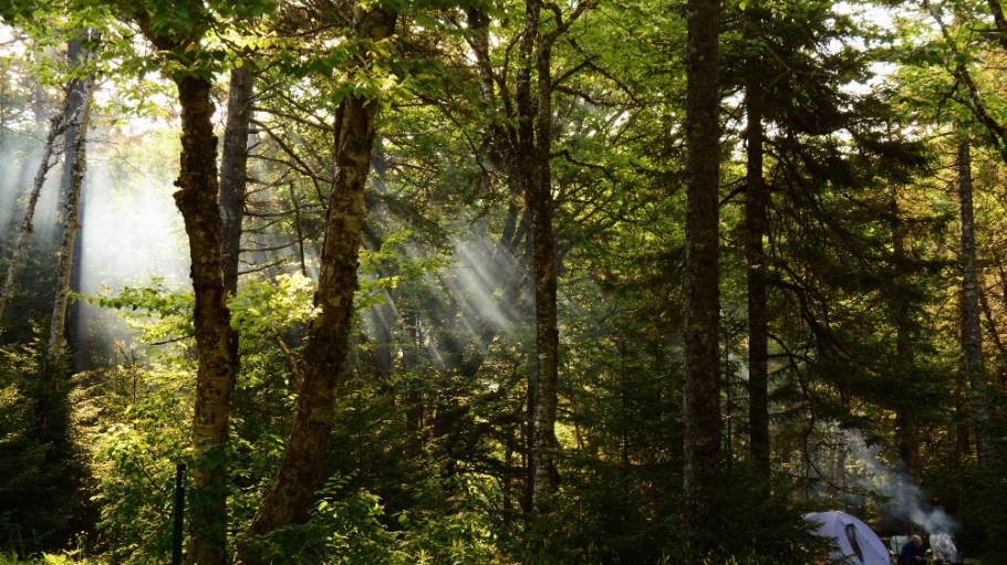 Fundy National Park, New Brunswick, Canada.