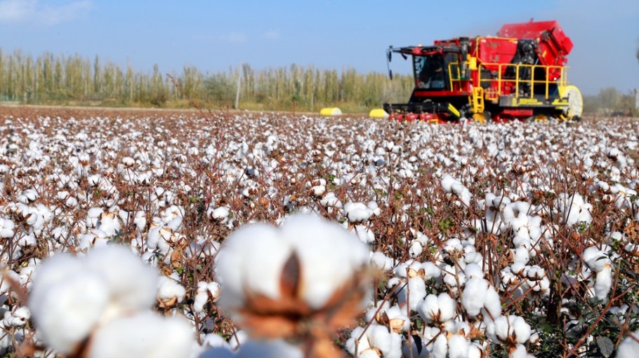 Xinjiang cotton