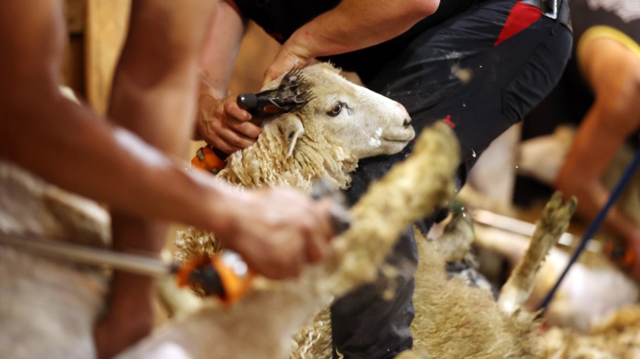Sheep are shorn in the wool shed at the Springcreek Properties farm in Kaipara Hills, New Zealand.