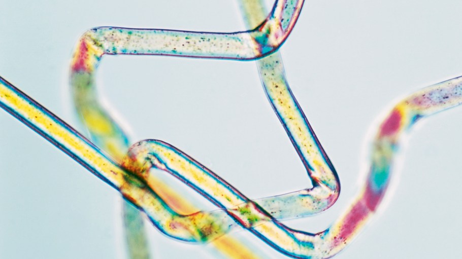 Nylon microfiber viewed under a microscope.