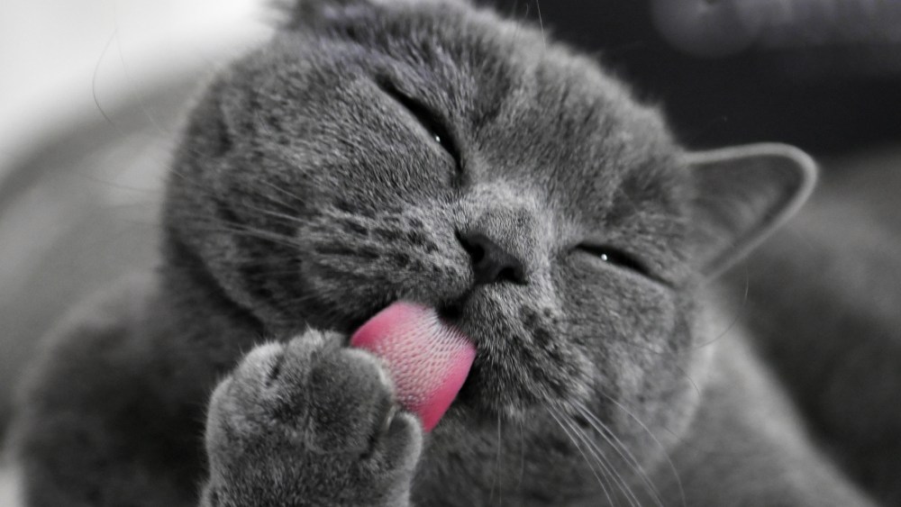 L'Oréal has studied cats' grooming behavior to inspire a possible next-generation hygiene product.