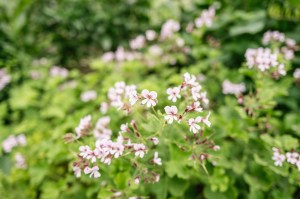 Flowers at Dsm-firmenich’s Villa Botanica.