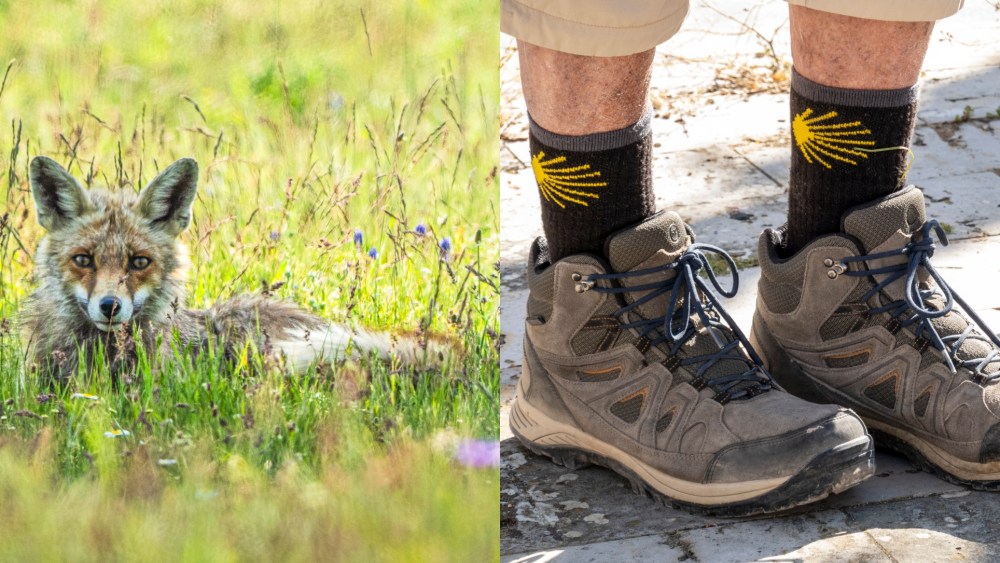 Left: A fox is seen in Bolu, Turkiye on July 3, 2025. 
Right: A Dutch pilgrim wearing walking boots and socks with the arrow indicating the Camino de Santiago in the village of Villarmentero de Campos, seen on May 23, 2025, Palencia, Castilla y Leon, Spain.