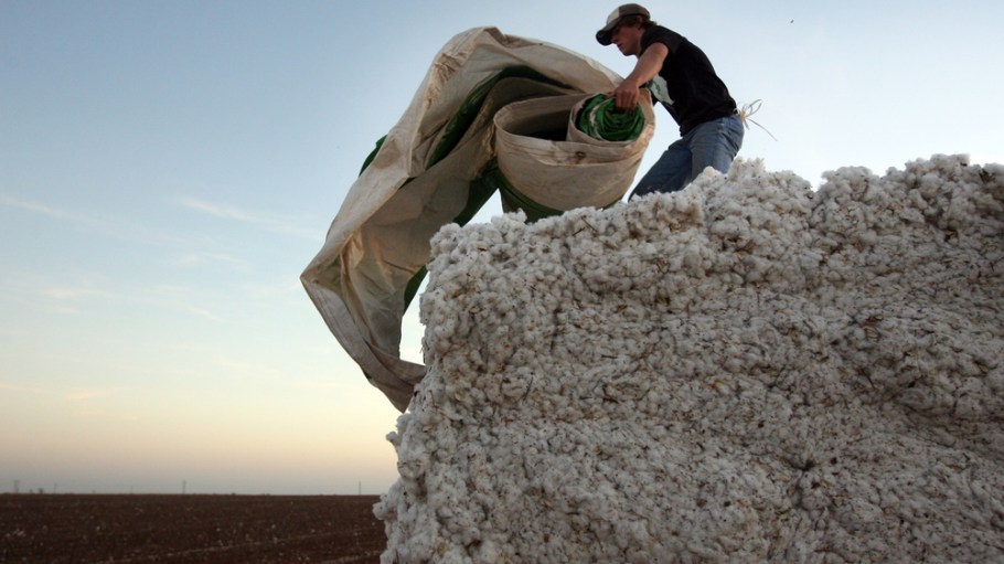 Cotton