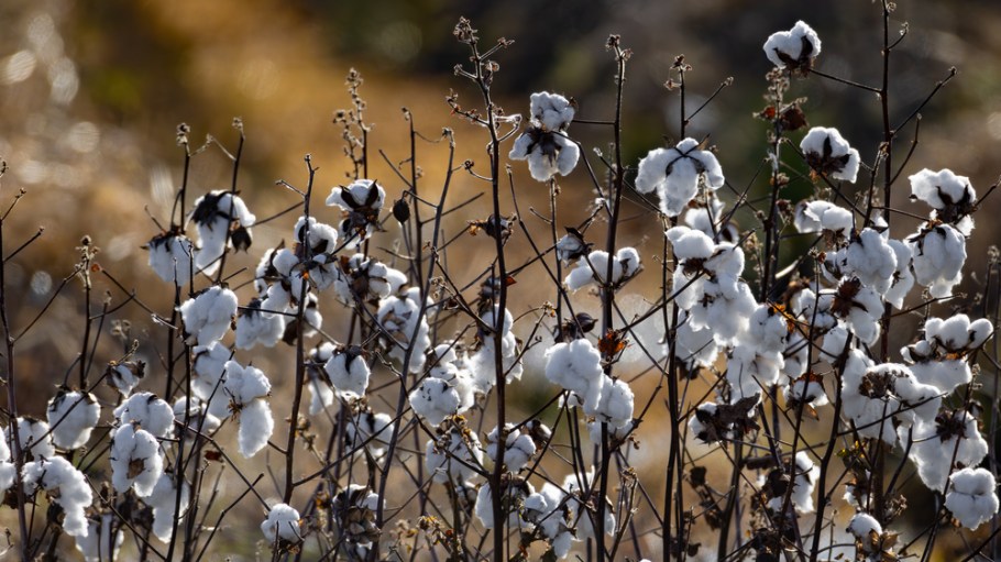 U.S. cotton