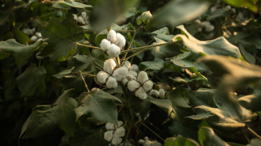 Cotton plant in Rahim Yar Khan, Punjab, Pakistan, 2019.