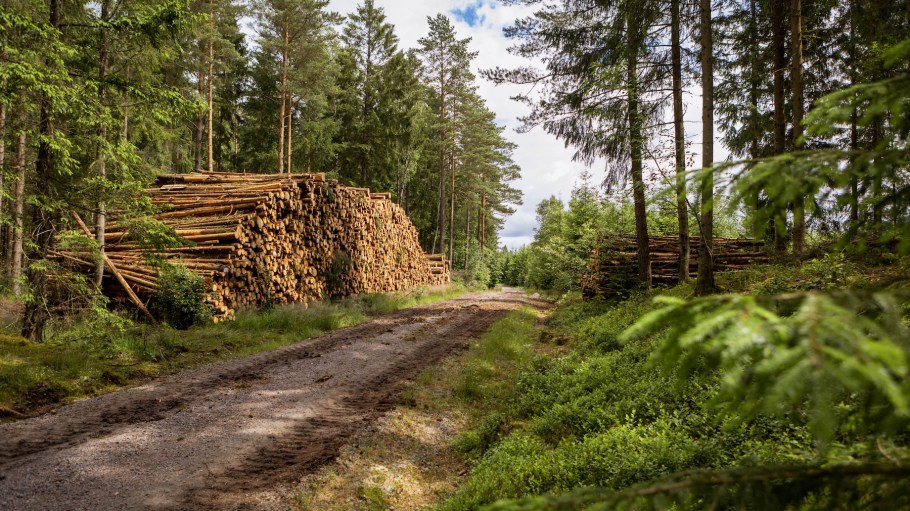 Södra cuts 200 positions across Sweden in company-wide restructuring.