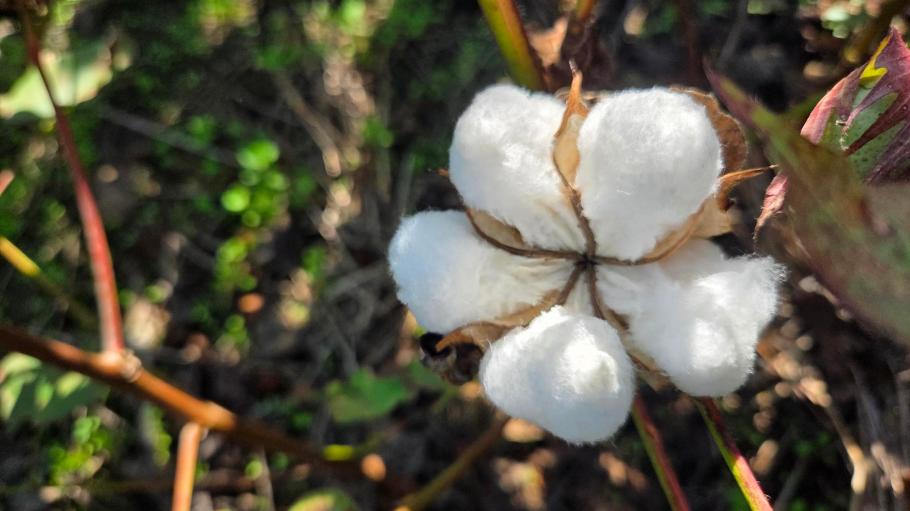 The program’s grower members have made meaningful environmental gains, cementing their position as leaders in sustainable cotton production.