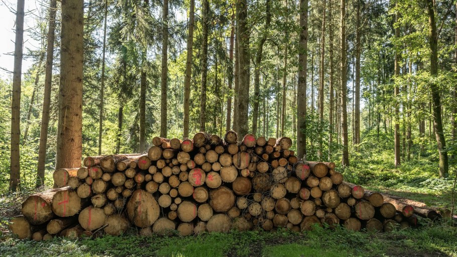Baden-Württemberg, Rottweil: A wood pile lies in a wooded area near Rottweil.
