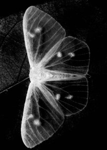 "Metamorphosis." — Alejandra Alonso Rojas