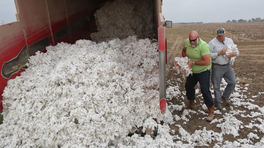 Farm worker Mikel Wilson (left) and farmer Jason Bean load loose cotton into a truck on Wednesday, Oct. 12, 2017, at Bean's farm near Peach Orchard, Mo. The cotton was dumped on the ground when the cotton picking machine failed to wrap up the cotton into a bale.