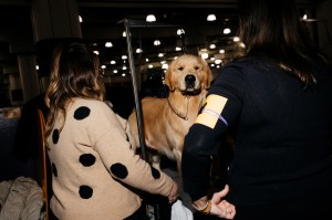 Westminster Dog Show 2026