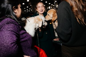 Westminster Dog Show 2026