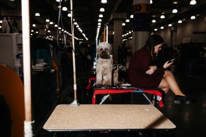 Westminster Dog Show 2026