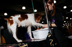 Westminster Dog Show 2026