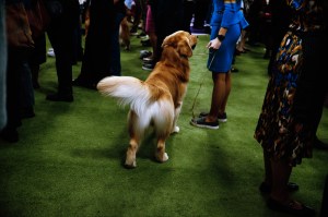 Westminster Dog Show 2026