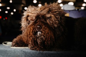 Westminster Dog Show 2026