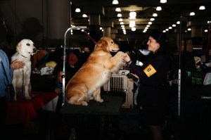 Westminster Dog Show 2026