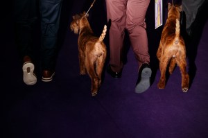 Westminster Dog Show 2026
