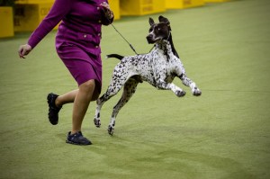 Westminster Dog Show 2026