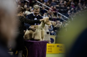 Westminster Dog Show 2026