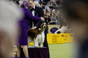 Westminster Dog Show 2026