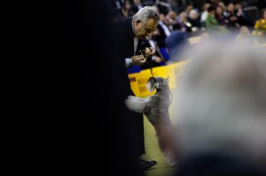 Westminster Dog Show 2026
