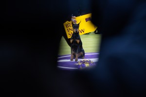 Westminster Dog Show 2026