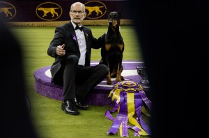 Westminster Dog Show 2026