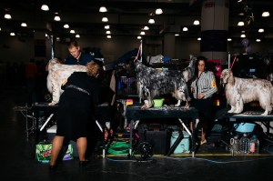Westminster Dog Show 2026