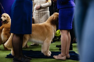 Westminster Dog Show 2026