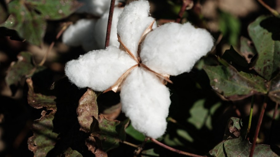 Cotton in Georgia