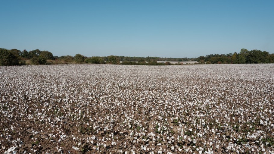 Cotton grows on a field at a farm in Barnesville, Georgia.