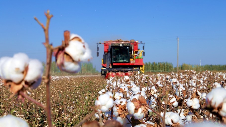 Xinjiang cotton