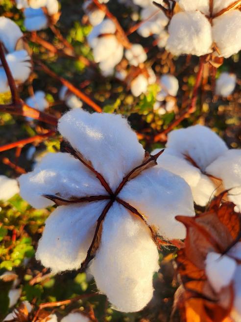 Cotton USA