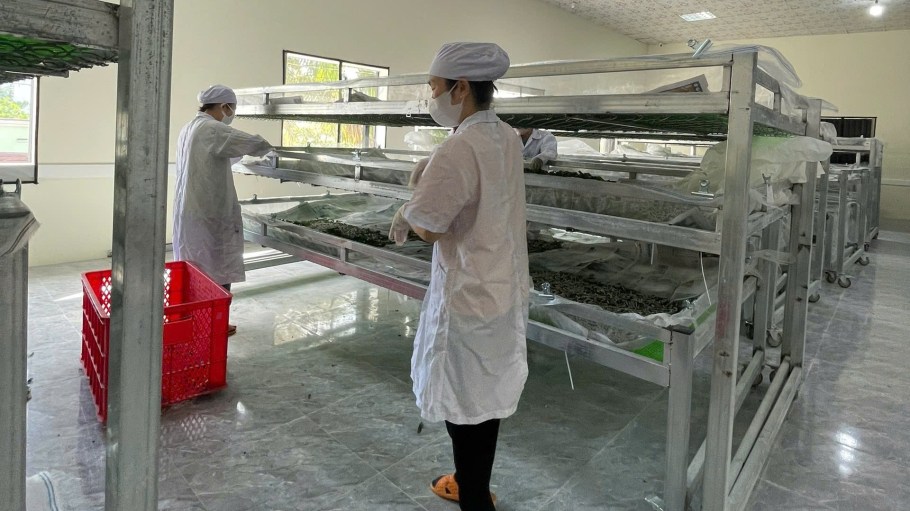Spider silk producer Kraig Biocraft Laboratories says the yield from its current production cycle is expected to exceed its initial targets.
