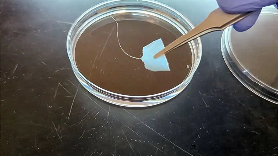 Washington University engineers developed recyclable fibers using genetically engineered microbes and protein sequences inspired by spider silk and mussels.