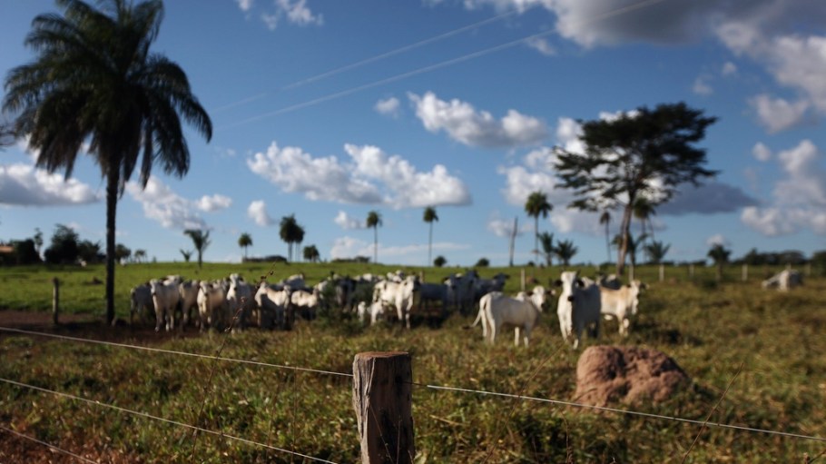 Cattle in the Amazon