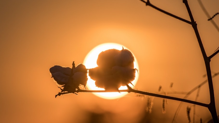 Cotton in Georgia